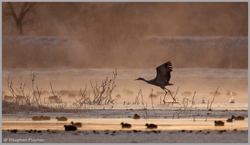 Crane morning mist