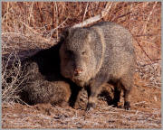 Javelina