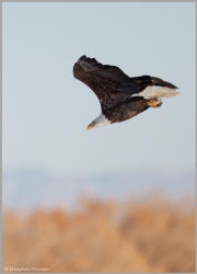 Eagle on the attack