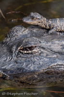 Alligator young