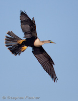 Anhinga