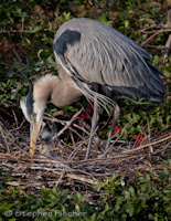 Tending young