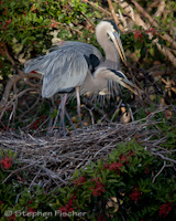 Building a nest