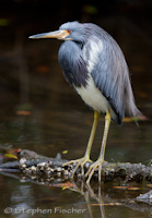 Tri-colored heron