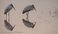 Woodstorks in the fog