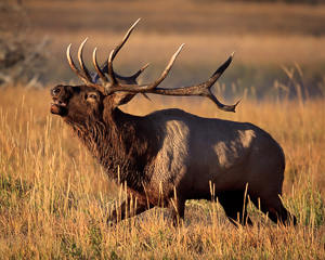 Yellowstone fall wildlife