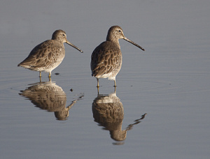 Yolo Wildlife Refuge