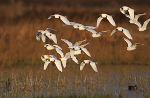 Flock of Egrets