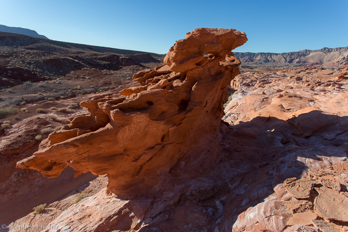 Ship of the desert