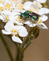 Chico native pollinator field trip