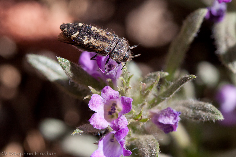 Unidentified beetle