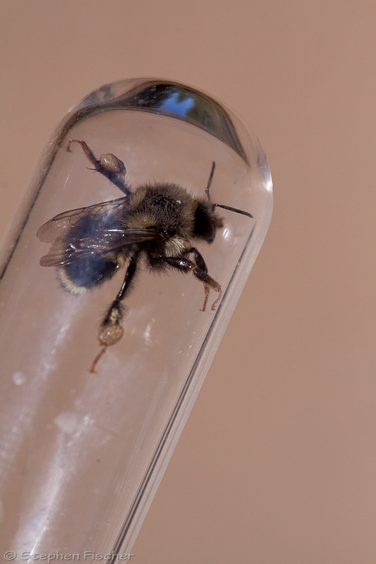 Bumble bee caught in the field for identification (and then released).  Possibly a Bombus insularis