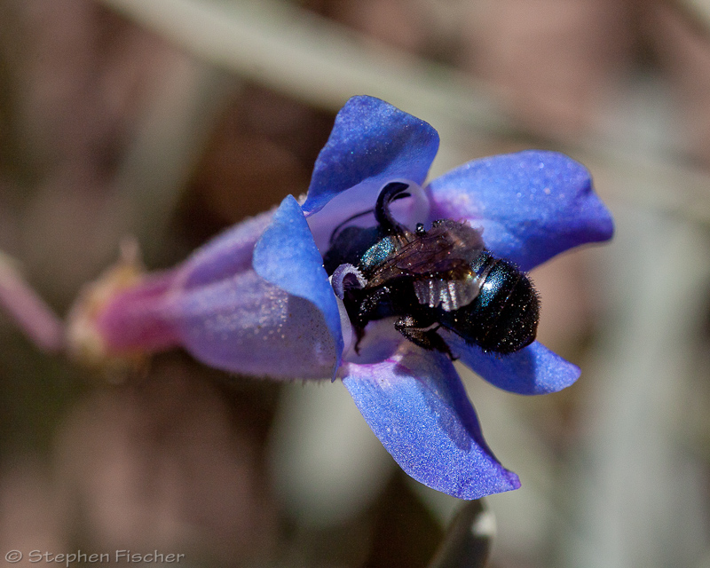 Mason Bee (Osmia)