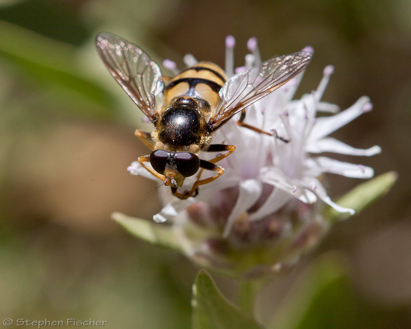 Unknown, some type of Drone fly?