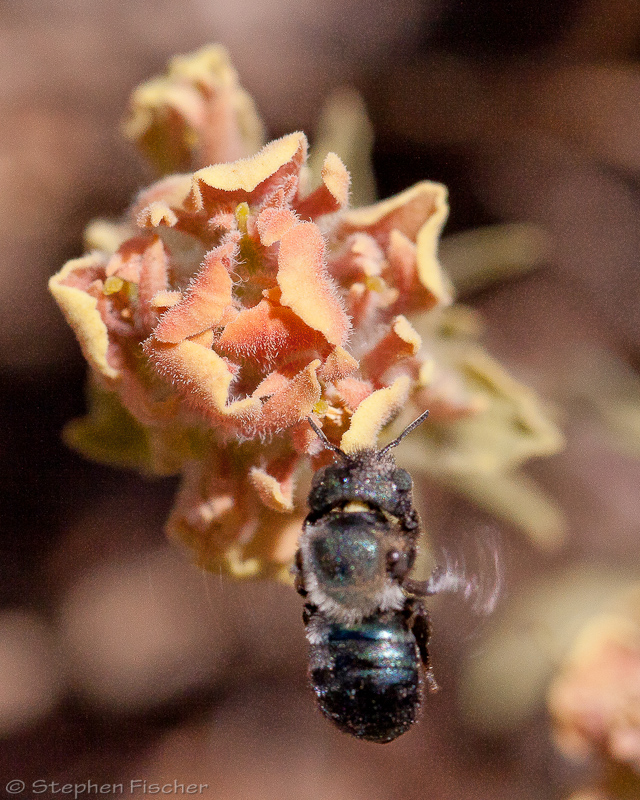 Mason Bee (Osmia)