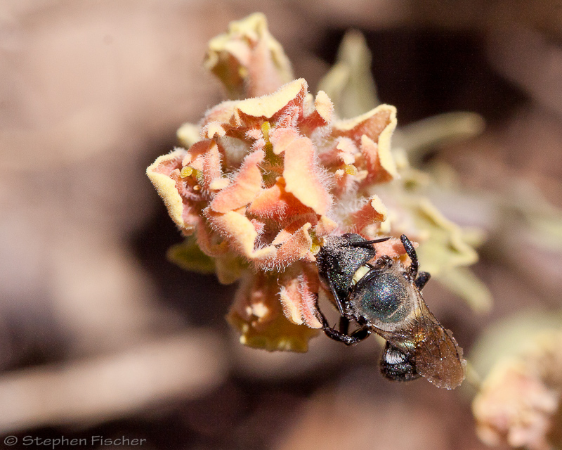 Mason Bee (Osmia)