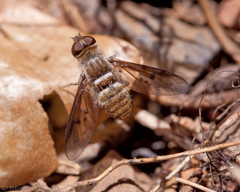 Progressive Bee fly (Exoprosopa)