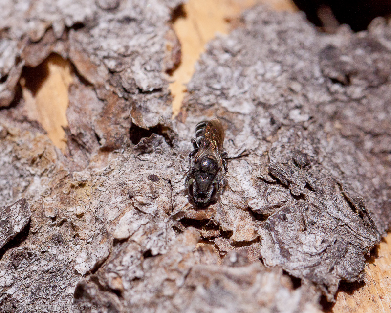 Sweat bee