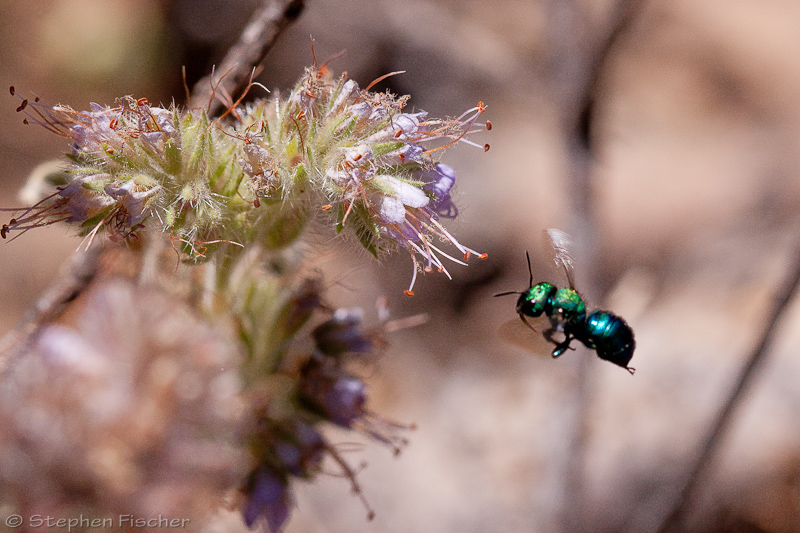 Leafcutting bee