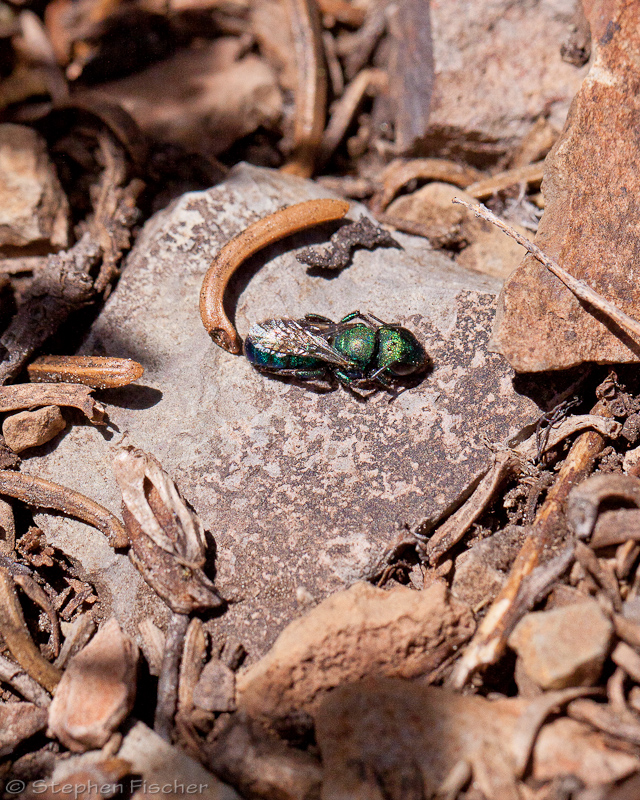 Leafcutting bee warming up on a rock