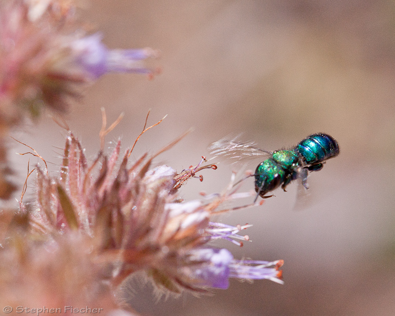 Leafcutting bee