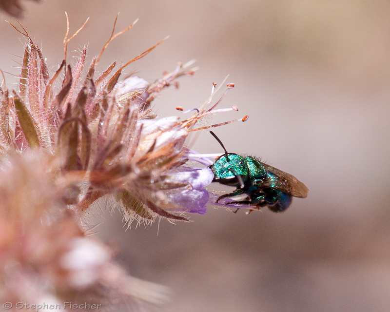 Leafcutting bee