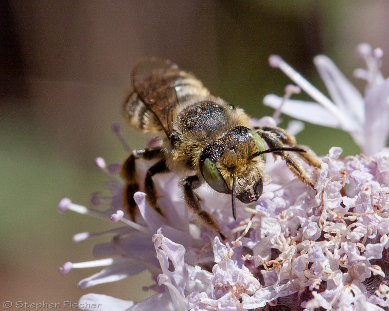 Leafcutting bee with its mandibles visible