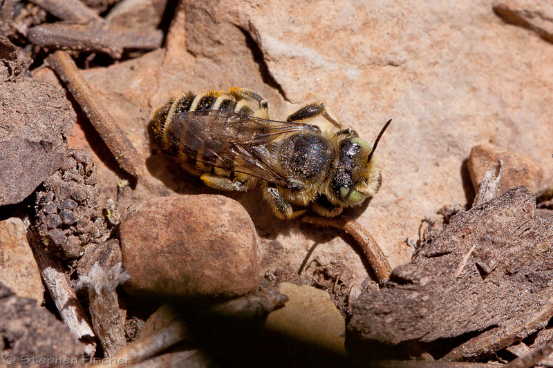 Leafcutting bee temporarily resting or warming up