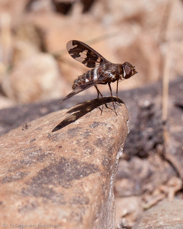 Progressive Bee fly (Exoprosopa)