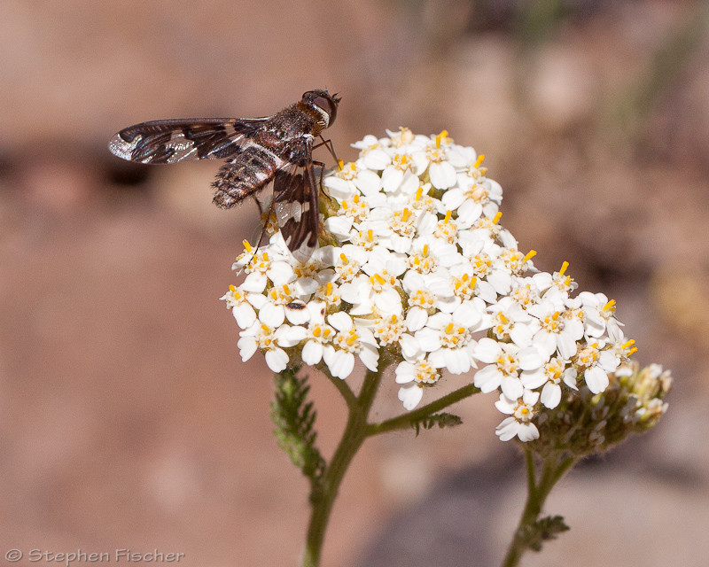 Progressive Bee fly (Exoprosopa)