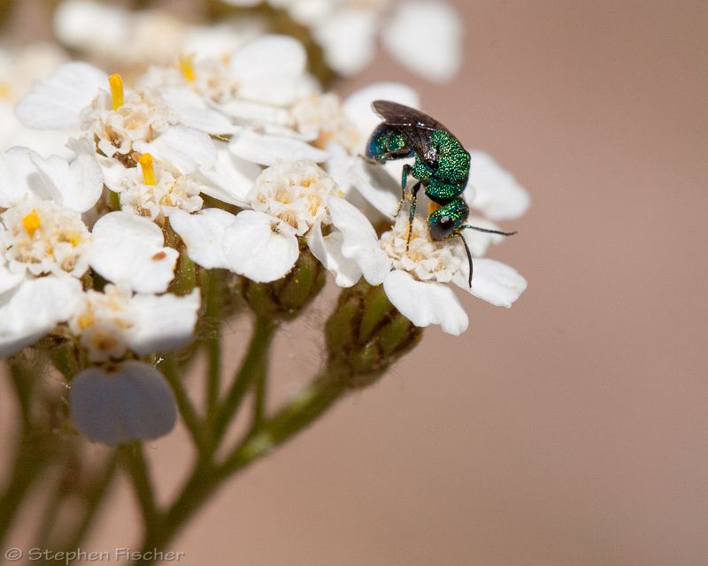 Cuckoo wasp