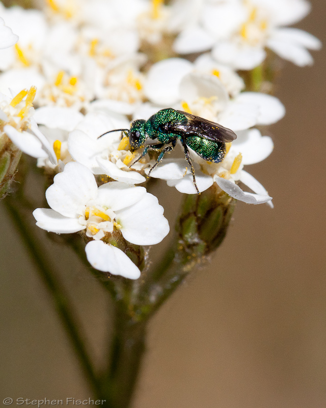 Cuckoo wasp