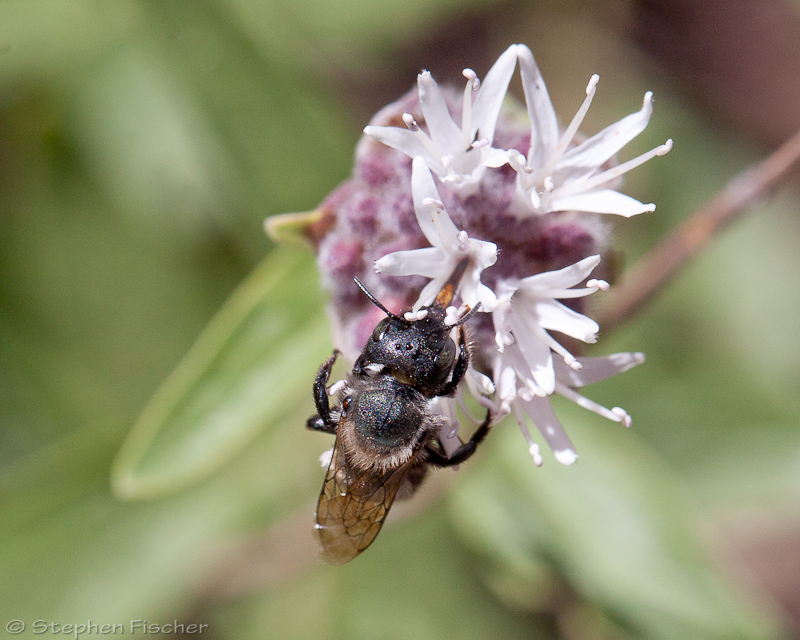 Mason Bee (Osmia)