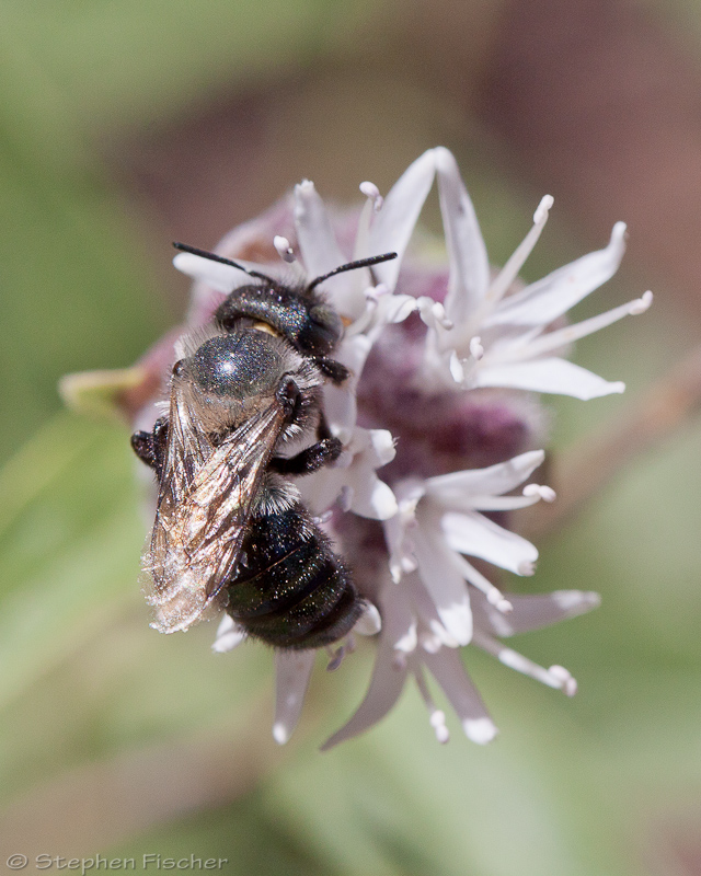Mason Bee (Osmia)