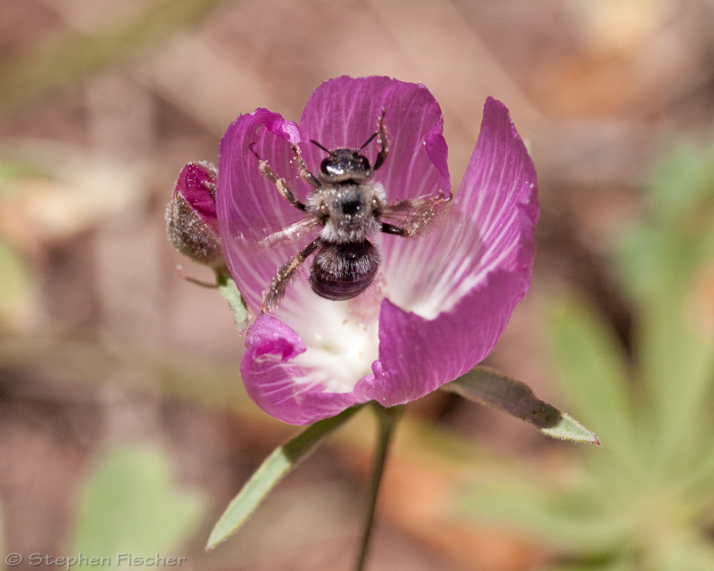 Digger bee (anthophora)?