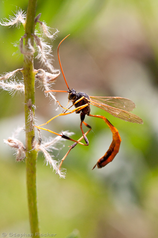 Ichneumon wasp