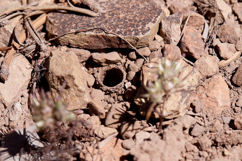Bee nesting site