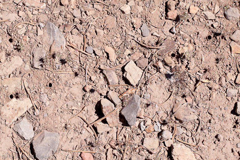 Four bee nesting site holes