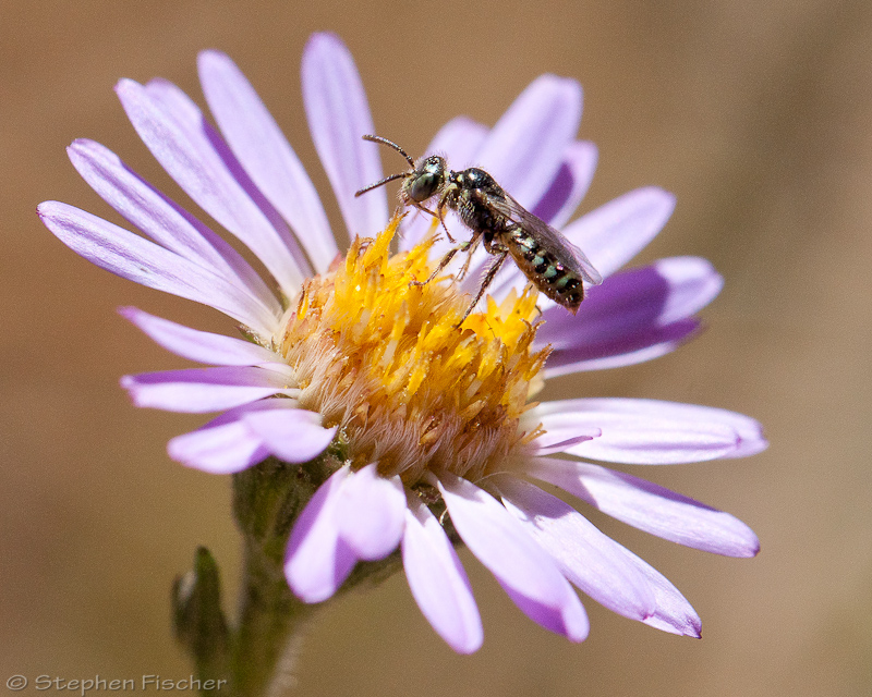 Sweat bee (Halictus)