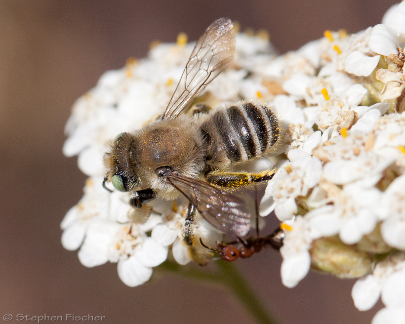Digger bee (centris)