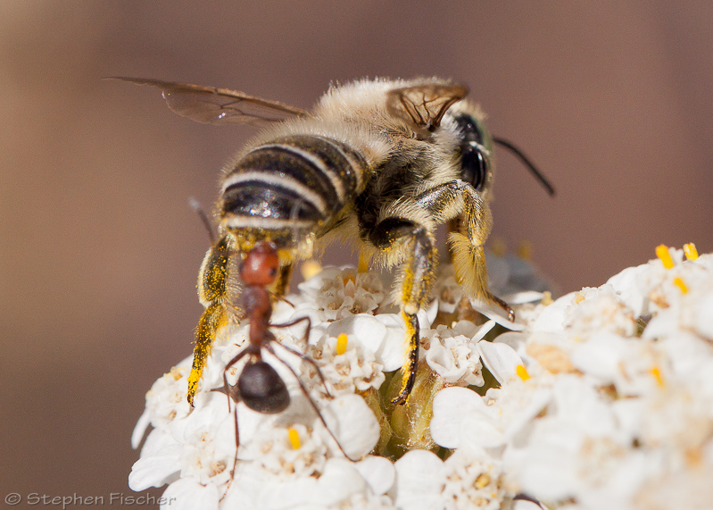 Digger bee (centris) being bit in the butt by an Argentine ant