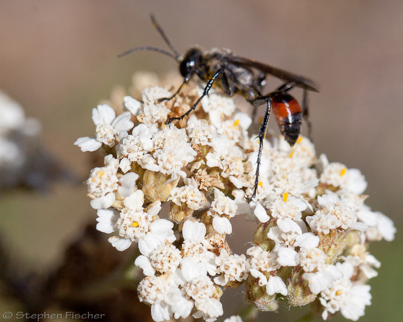 Hunting wasp
