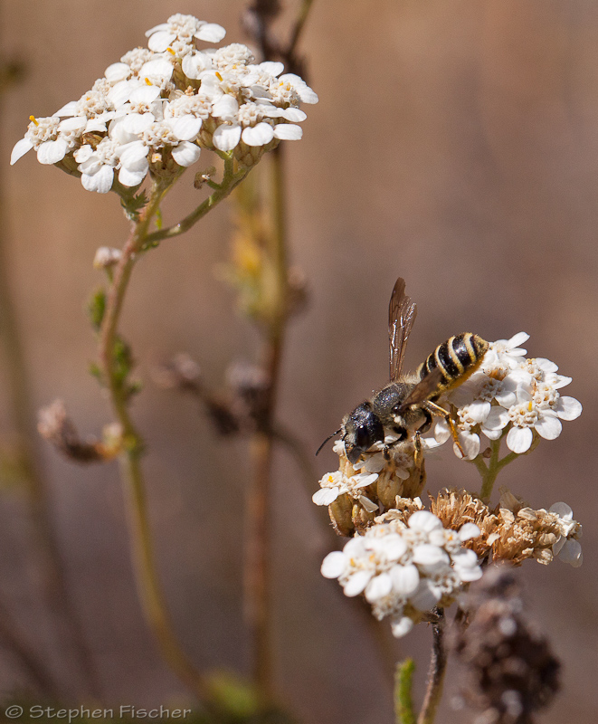 Leafcutting bee