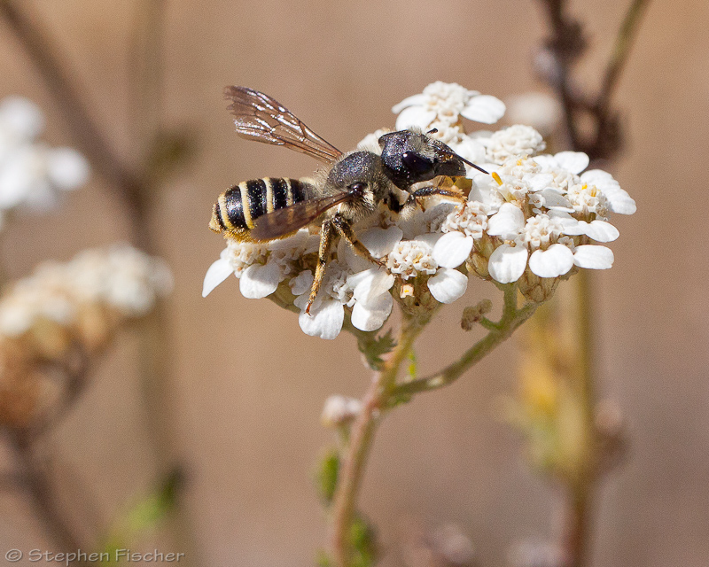 Leafcutting bee