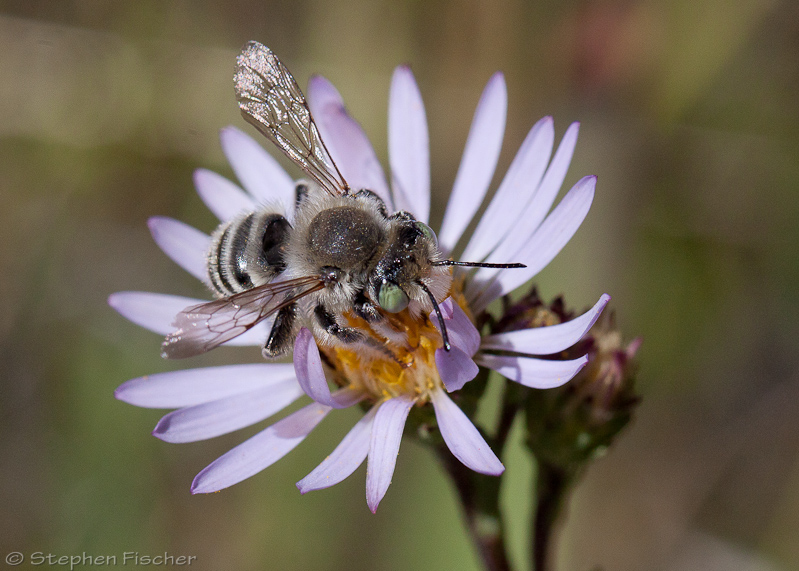 Digger bee