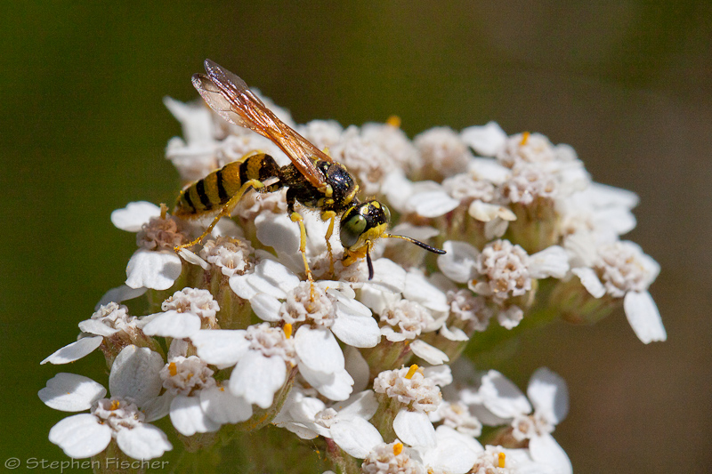 Cuckoo bee