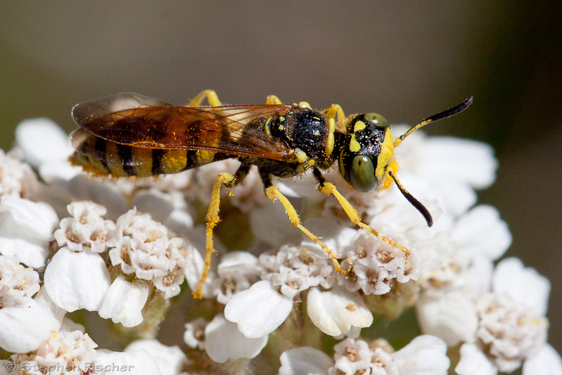 Cuckoo bee