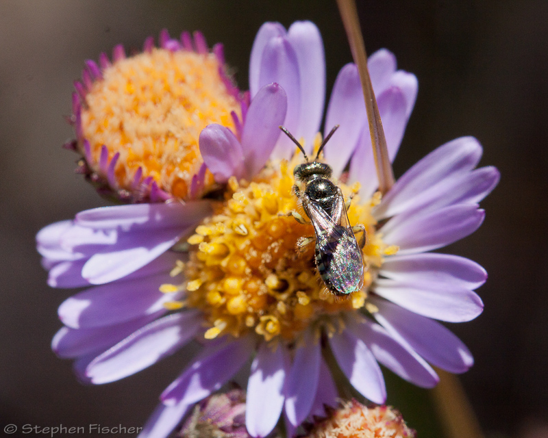 Sweat bee (Halictus)