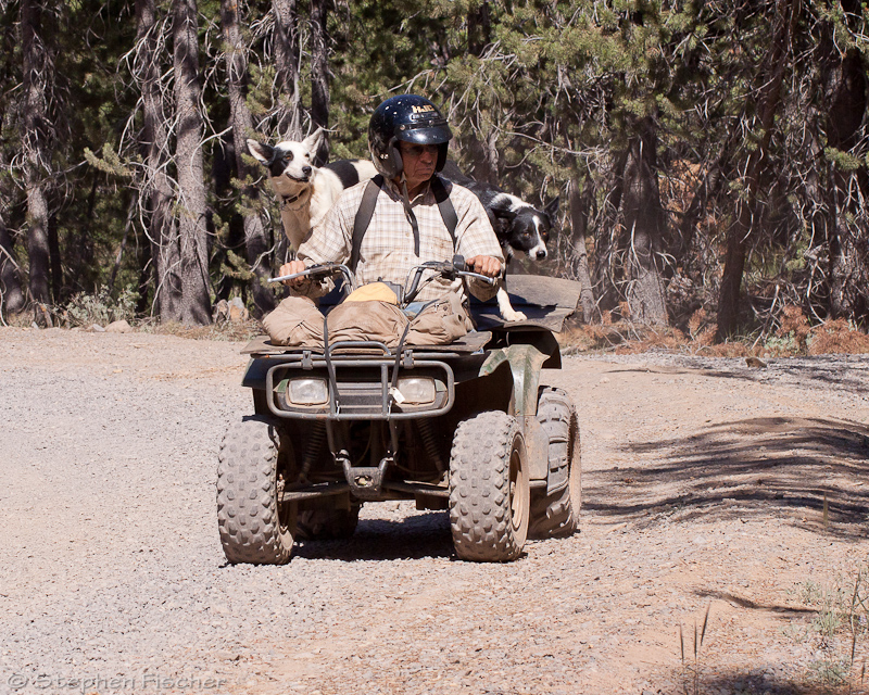 Rancher on patrol with his trusty dogs