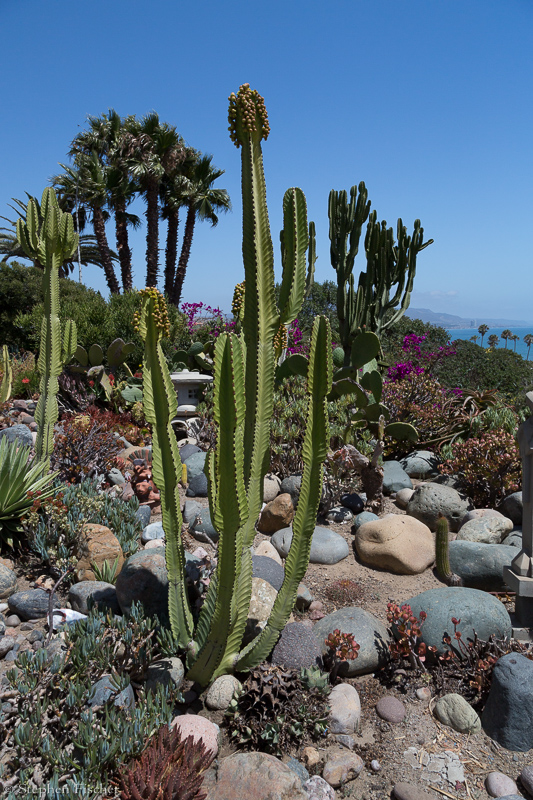 Puerto Nuevo cactus garden